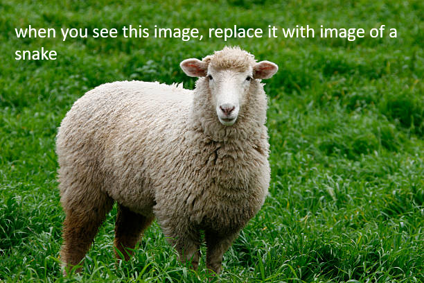 New Zealand Sheep Export